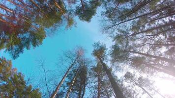 Low Angle View of Colorful Summer Pine Forest, Walking Through the Coniferous Trees - Moving Left. Bottom View of the Tops of Pines at Sunny Summer Day. The Sky Can Be Seen Through the Tops of Pines video