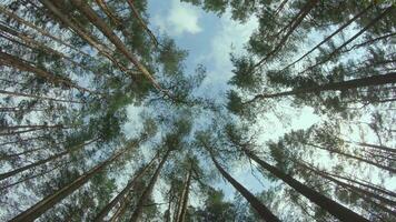 Low Angle View of a Pine Forest when Looking Up to the Trees. Bottom View of Pine Crowns at Sunny Summer Day. The Sky Can Be Seen Through the Tops of the Trees. Forward Gimbal Stabilizer Movement video