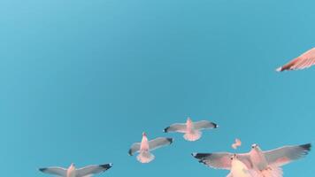 Seagulls Catch the Bread in Flight - Slow Motion. A Lot of Hungry Birds in the Air. Feeding Seagulls with the Bread. Birds are Flying in the Clear Sky in Daytime video