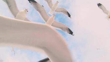 A Lot of Seagulls Fly in Cloudy Sky - Slow Motion. The Birds in the Air in Daytime video