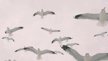 uma muitos do gaivotas mosca dentro nublado céu - lento movimento. a pássaros dentro a ar dentro dia video