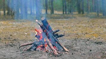 A Bonfire Burning in the Forest at Summer Day. Flaming Campfire. Fireplace in Nature - Static Shot, Slow Motion video
