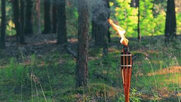 Bamboo Torch Burning in the Forest in Summer in the Daytime. Decorative Tropical Candle Has a Big Orange Flame Using Oil Fuel or Kerosene - Slow Motion. Static Shot video