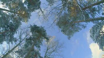 Low Angle View of a Winter Pine Forest, Walking Through the Coniferous Trees. Bottom View of the Tops of Pines in the Snow at Sunny Winter Day. The Sky Can Be Seen Through the Tops of the Pines video