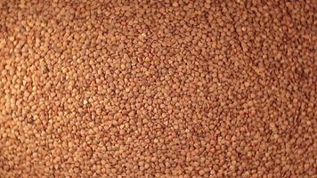 Dry Uncooked Brown Buckwheat Groats, Rotating Background - Top View. Raw Large Buckwheat Grains. Russian, Ukrainian and Belarusian Culture. Rotation Left video