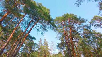 Low Angle View of Colorful Summer Pine Forest, Walking Through the Coniferous Trees. Bottom View of the Tops of Pines at Sunny Summer Day. The Sky Can Be Seen Through the Tops of Pines video