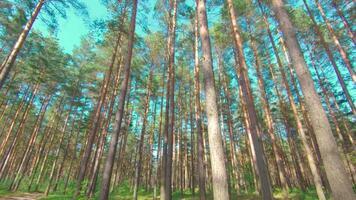 Walking Through the Pine Forest and Looking Up to the Trees. Bottom View of Pine Crowns at Sunny Summer Day. The Sky Can Be Seen Through the Tops of the Trees video