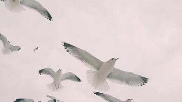Seagulls Catch the Bread in Flight - Slow Motion. A Lot of Hungry Birds in the Air. Feeding Seagulls with the Bread. Birds are Flying in the Cloudy Sky in Daytime video