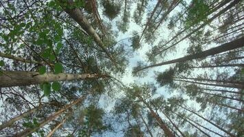 Low Angle View of a Pine Forest when Looking Up to the Trees. Bottom View of Pine Crowns at Sunny Summer Day. The Sky Can Be Seen Through the Tops of the Trees. Gimbal Stabilizer Rotation to the Left video