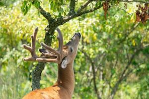 A ten-point white-tailed deer buck eats from a tree in Sandy Hook, New Jersey. photo
