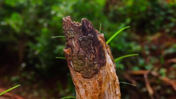 A close up of a tree stump with a green background photo