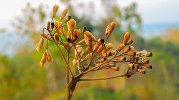 Buds and seeds of wild plants on a background of green grass. photo