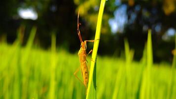 Close-up of a tiny insect on a grass blade, showcasing intricate details in nature photo