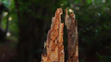 A close up of a tree with a dead tree photo