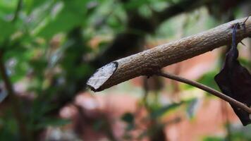 A close up of a tree branch with a leaf on it photo