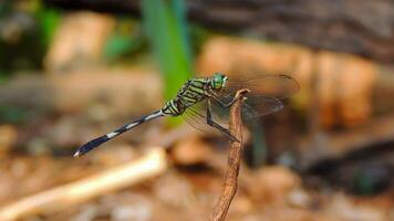 A vibrant green dragonfly perched on a slender twig, its wings spread wide. The intricate details of its compound eyes and segmented body are captured in stunning clarity. photo