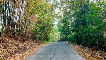 A winding country road lined with lush green bamboo trees and towering deciduous trees. Sunlight filters through the canopy, casting dappled shadows on the paved surface photo