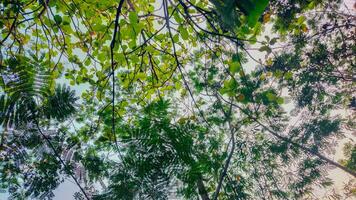 Peaceful Sunlit Forest Penetrating Trees with Lush Green Bushes, Peaceful Forest Landscape, Tree Trunks, and Grass photo