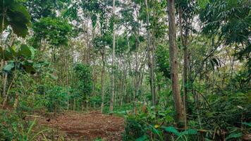 Peaceful Sunlit Forest Penetrating Trees with Lush Green Bushes, Peaceful Forest Landscape, Tree Trunks, and Grass photo