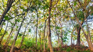A serene teak forest bathed in warm sunlight. The towering trees create a canopy of dappled shade, with a carpet of fallen leaves covering the forest floor photo