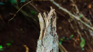 A close up of a tree trunk with a hole in it photo