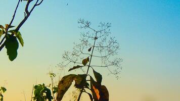 A single tree stands tall against a misty mountain backdrop, its leaves backlit by the soft morning light. photo