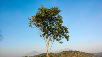 A single tree stands tall against a misty mountain backdrop, its leaves backlit by the soft morning light. photo