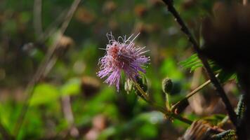 A single purple flower in the middle of a field photo
