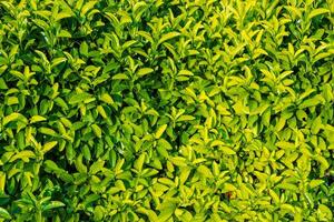 Texture background of a plant leaf for overlay or texture design photo