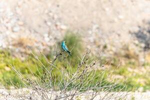 Beautiful background with bird in wild nature around vegetation photo