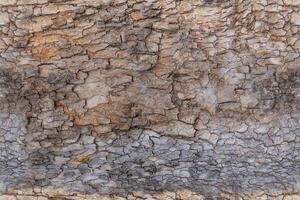 Granular material, solid wood with a structural surface for design textures. Grunge panel with rough coating photo