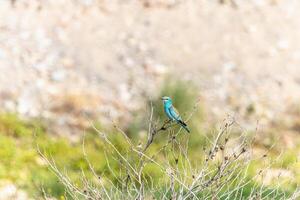 Beautiful background with bird in wild nature around vegetation photo
