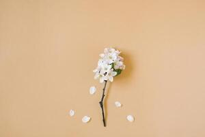 A twig of an apple tree with white flowers on a beige background. The concept of spring and fast time changing seasons. Flat lay, top view, copy space photo