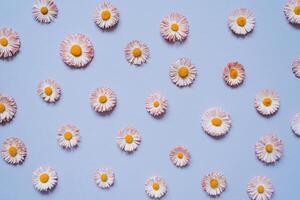Daisy pattern. Flay lay spring and summer bellis flowers on a blue background. Repetition concept. Top view photo