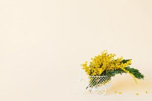 Bouquet of yellow mimosa flowers stands in a decorative bicycle on a beige background with a copy space. The concept of March 8, Easter, happy women's day photo