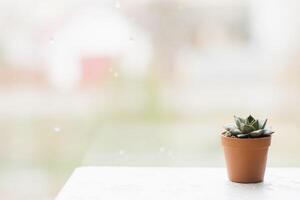 Small succulent in a brown pot on the window stands with space copy photo