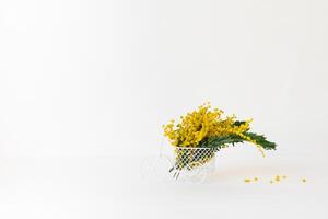 Bouquet of yellow mimosa flowers stands in a decorative bicycle on a white background with a copy space. The concept of March 8, Easter, happy women's day photo