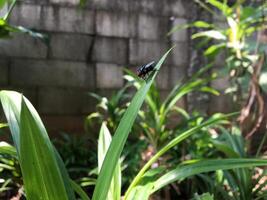 Fly Flies land Leaves Insect photo
