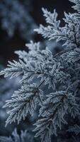 Frost covered branches of coniferous tree in winter. Macro shot of frozen pine needles with intricate frost patterns. Vertical background photo