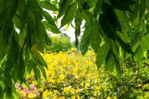 Green leaves frame a field of yellow flowers in the distance photo