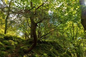 tree with green leaves is in the middle of a forest. The tree is tall and has a long trunk. The forest is lush and green, with sunlight shining through the trees photo