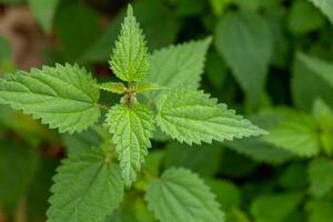 Close-up of a nettle plant growing in the wild photo