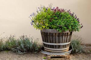 A wooden barrel planter with colorful flowers sits in front of a beige wall with a patch of lavender in the foreground photo