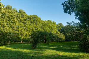A lush green lawn in a park on a sunny day, surrounded by tall trees photo