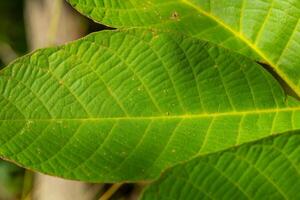 leaf is shown in a close up, with its veins clearly visible. The leaf is green and has a slightly fuzzy appearance photo