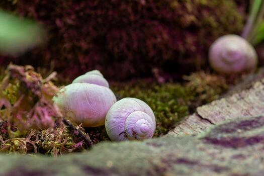 small white shells are on a mossy rock. The shells are arranged in a row, with one slightly larger than the other two photo