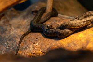 snake is curled up on a log. The snake is brown and black. The log is brown and has a few scratches on it photo