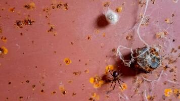 Close up of a spider and its web on a dusty surface, evoking themes of pests and home cleanliness photo