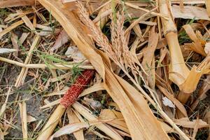 Dry corn husks and an empty cob on the ground represent agricultural waste and the end of harvest season photo