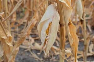Drought impacted cornfield with dry, withering stalks emphasizes agricultural challenges and climate change effects on crop yields photo